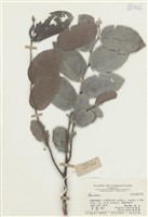 藏品(算盤樹)的圖片